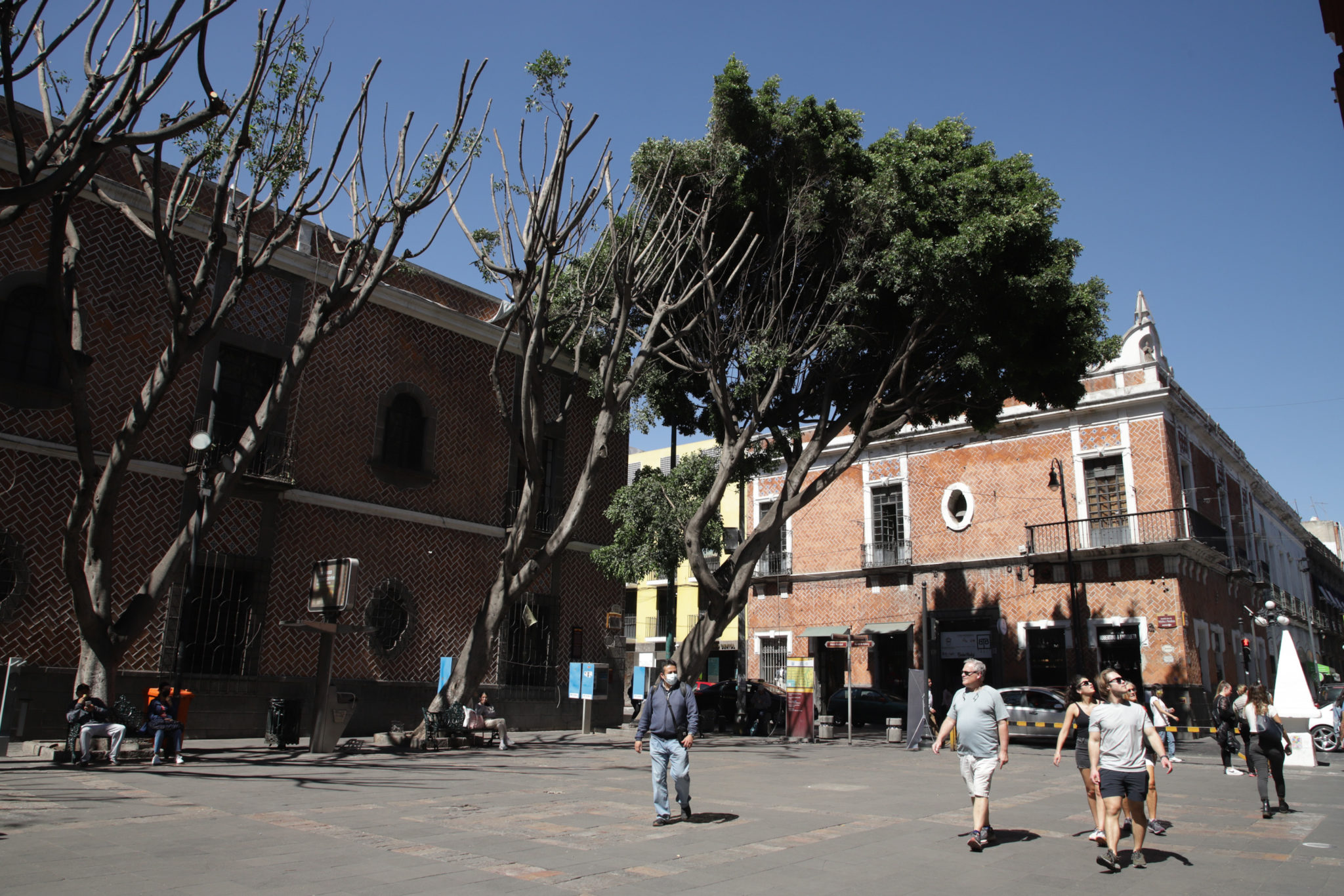 Por: Cortesía No aplicaron sanción contra empresa que taló árboles en Plaza de la Democracia