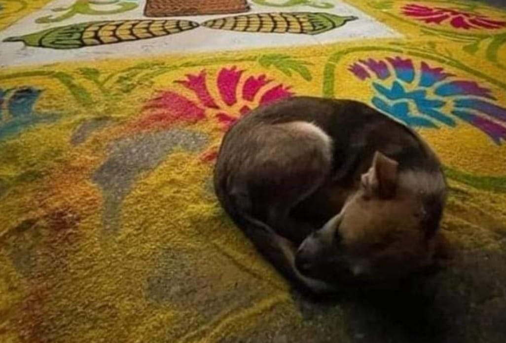 Por: Cortesía Lula Pineda Fundación “Juntos por San Andrés” en apoyo a perros callejeros