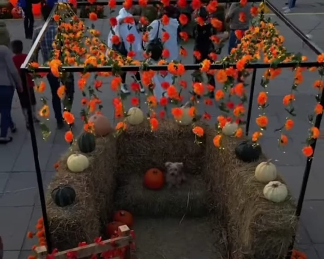 Los campos de calabazas norteamericanos presentes en “Sendero al Mictlán” en “La Pumpkin Zona”