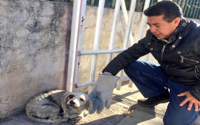 Afirma Medio Ambiente que denuncias por maltrato animal en Puebla aumentaron