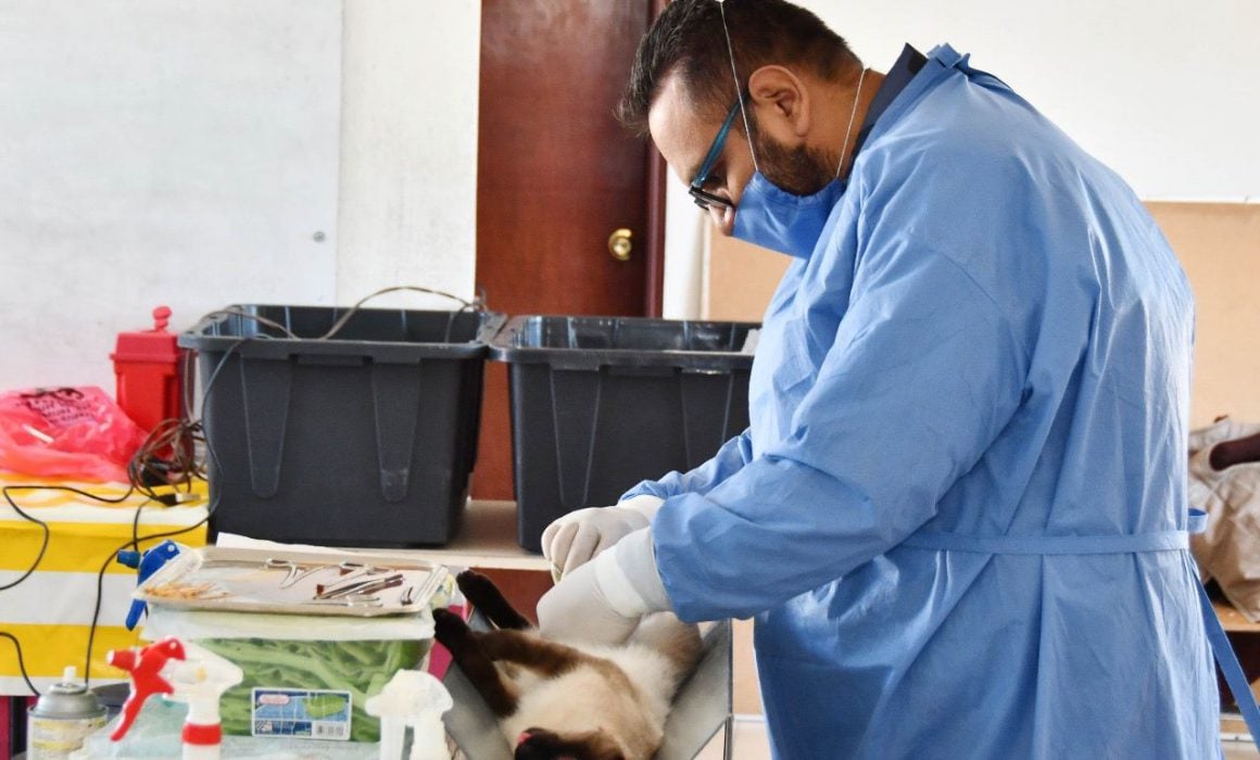 Invita Gobierno de Huamantla a jornadas de esterilización canina y felina