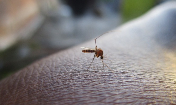 Casos de dengue ya tienen presencia en 82 municipios de Puebla