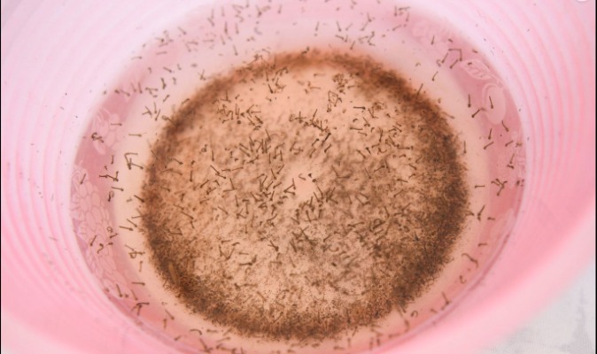 Por: Cortesía Ya son 2 mil 082 casos de dengue los que acumula Puebla en 2023