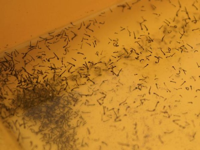 Acumula Puebla mil 475 casos de dengue durante 2023