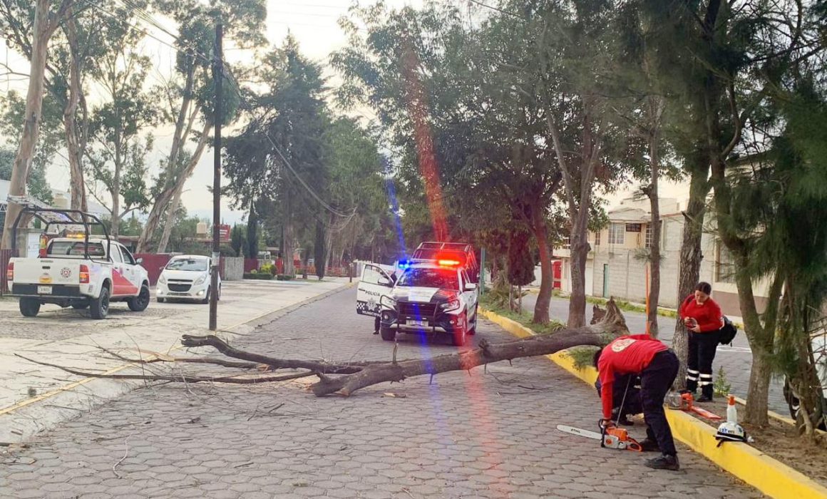 Retira PC de Huamantla árbol caído sobre el boulevard Fernando Hernández