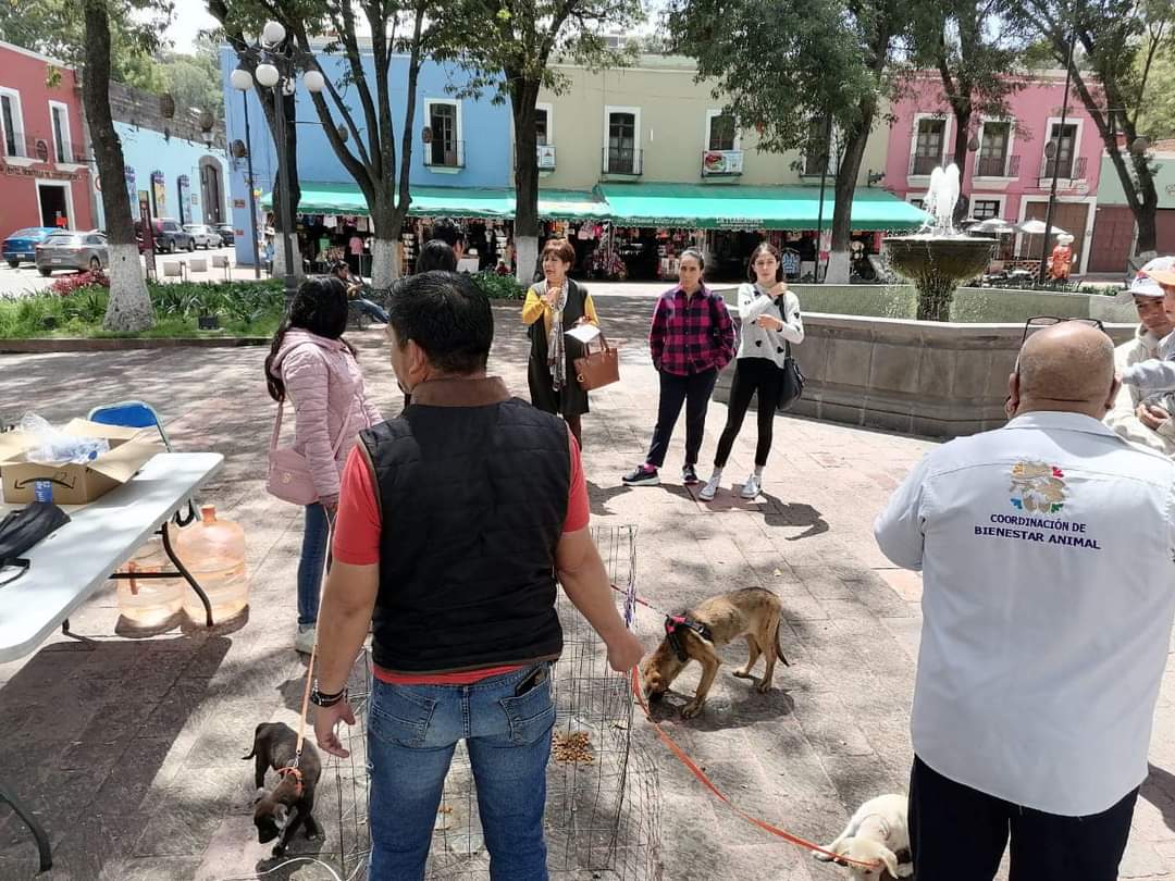 Siguen omisiones a la Ley de Bienestar Animal en Tlaxcala, denuncia OCPA