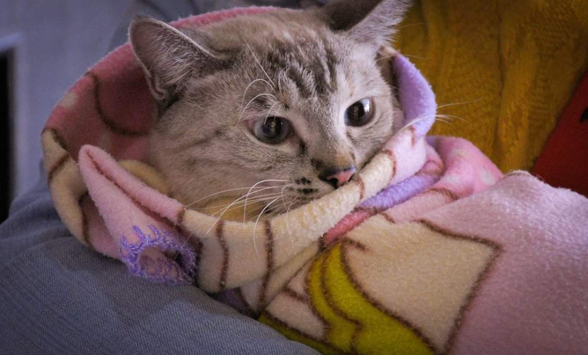 Ayuntamiento de Huamantla fomenta la tenencia responsable de mascotas