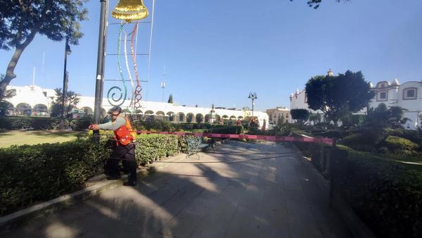 Por: Cortesía Lula Pineda Retiran tres árboles de Plaza de la Concordia por poner en riesgo a paseantes