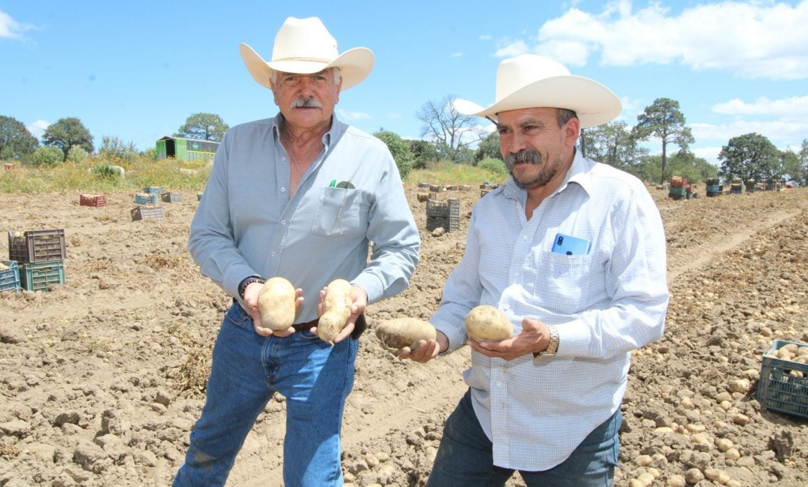 Propicia Secretaría de Impulso Agropecuario producción de papa en el estado
