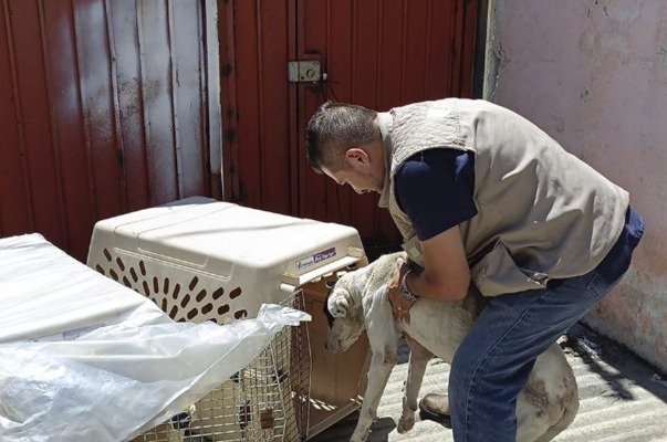 Por: Cortesía Bienestar Animal rescata dos perros que eran maltratados en San Andrés Cholula