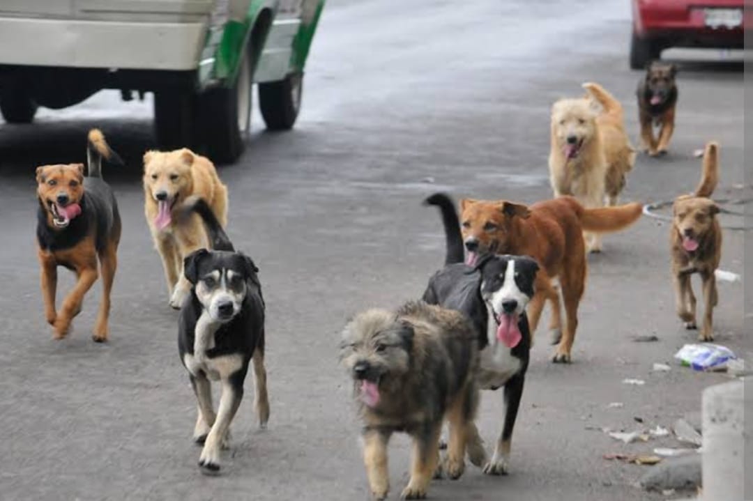 La tenencia irresponsable de mascotas en SACH genera manadas de perros en las calles: Tlatehui Percino