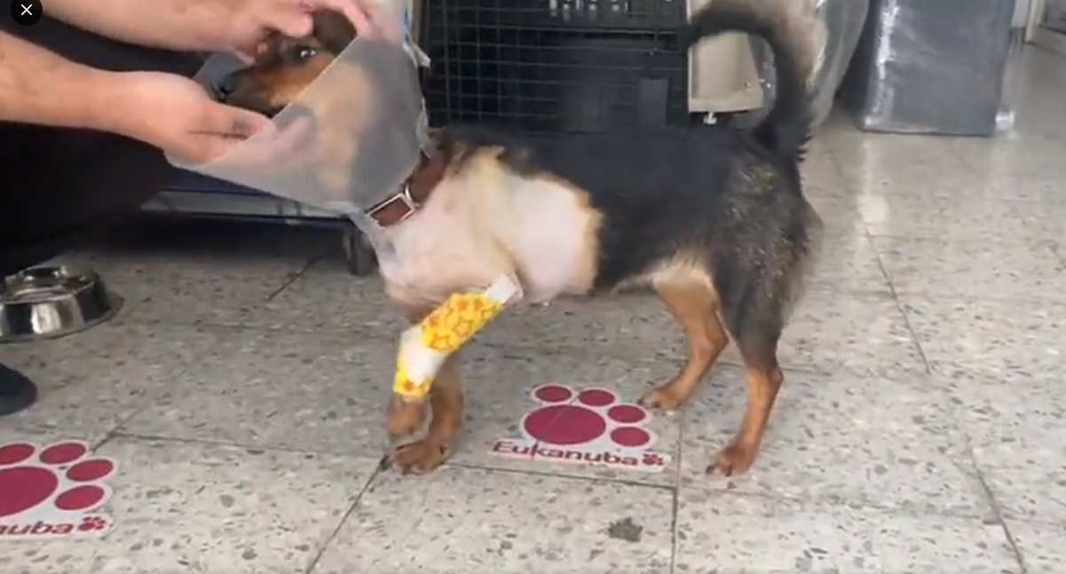 Comunidad universitaria BUAP condena agresión contra la perrita "Enedina"