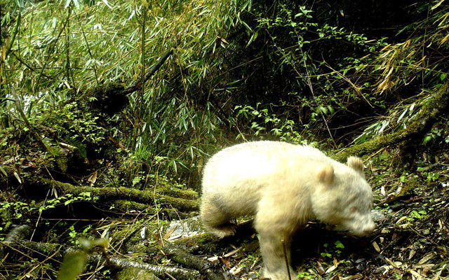 Por primera vez a un panda albino en china
