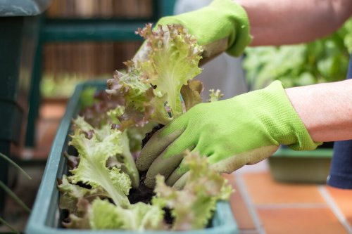 Cómo hacer un huerto urbano en un espacio pequeño