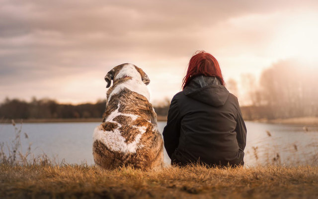 ¿Los perros reflejan el estrés de sus dueños?