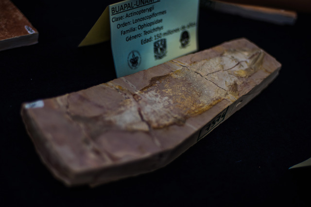 Foto: Cortesía  Alberga BUAP primera colección de fósiles de la región de Tlayúa