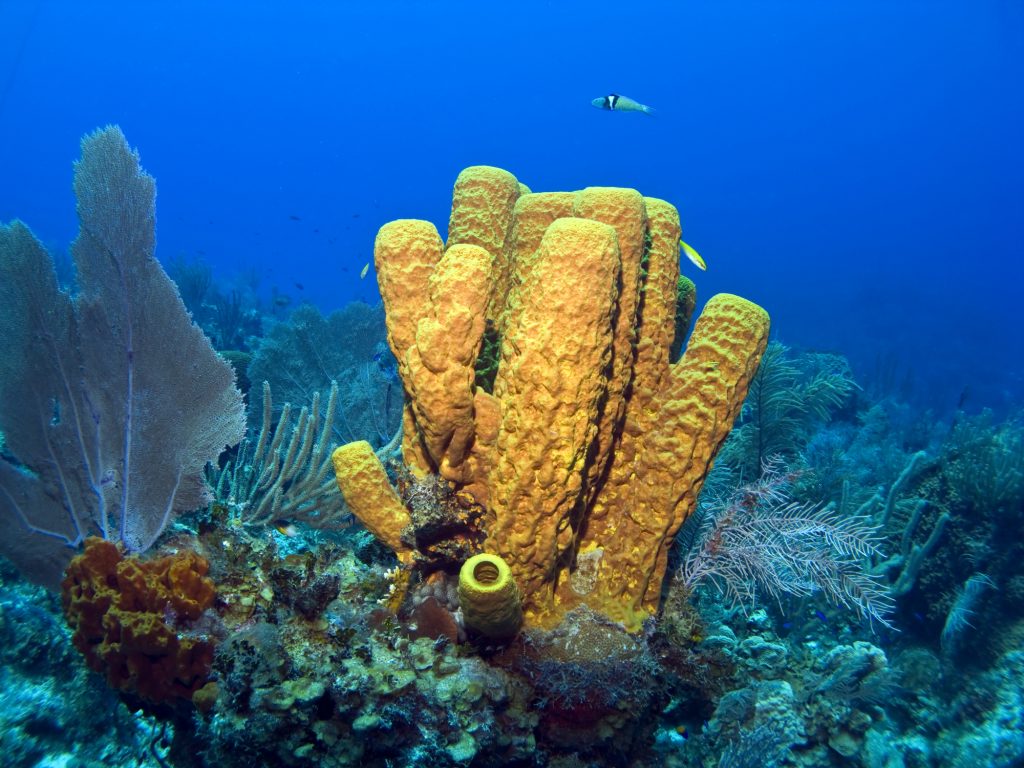 Desarrollan medicina contra el cáncer a partir de moléculas de esponjas marinas
