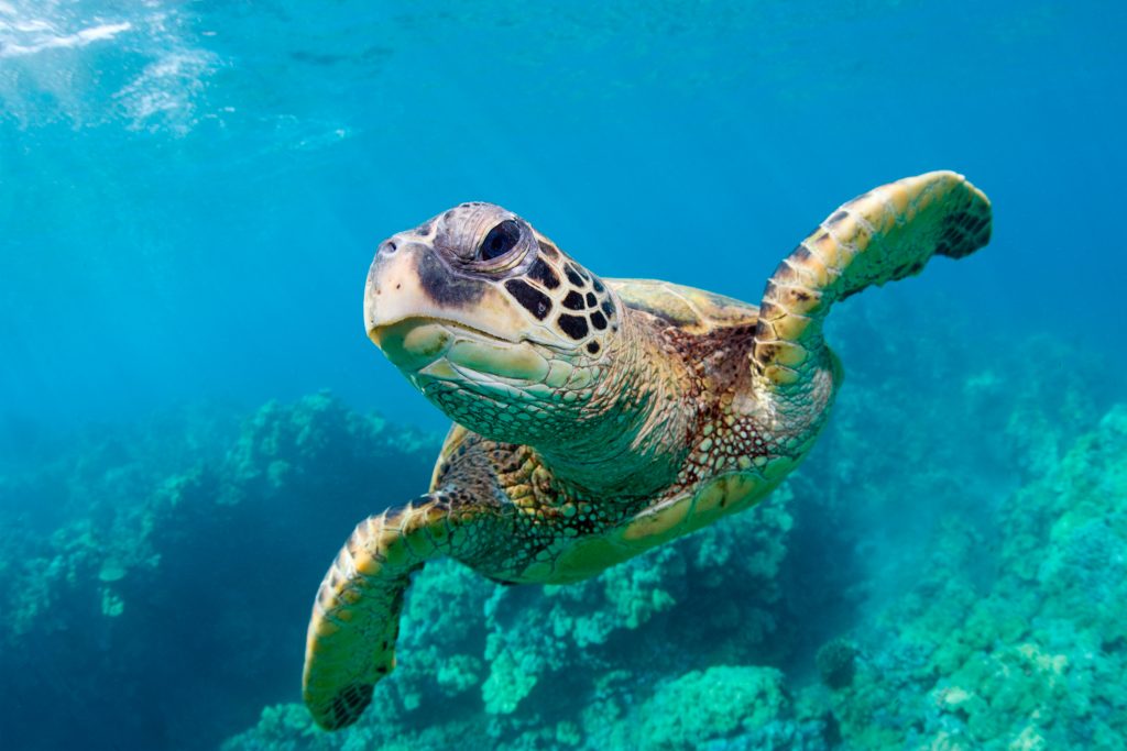 ¿Por qué algunas tortugas pueden sobrevivir meses sin oxígeno?