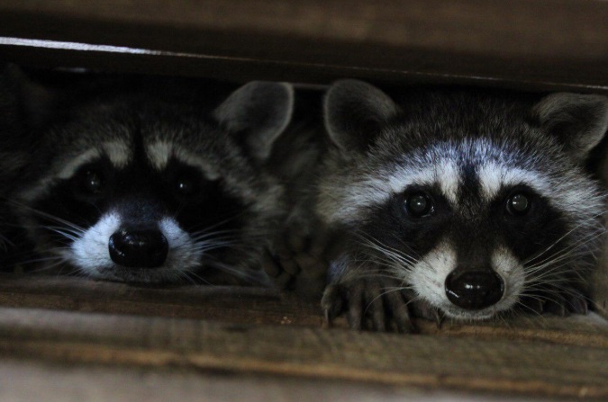 Puebla logra reproducción en cautiverio de especies en peligro de extinción 