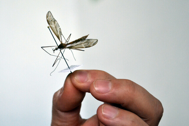 Foto: Cortesía  BUAP identifica especies de insectos que no estaban registradas en Puebla