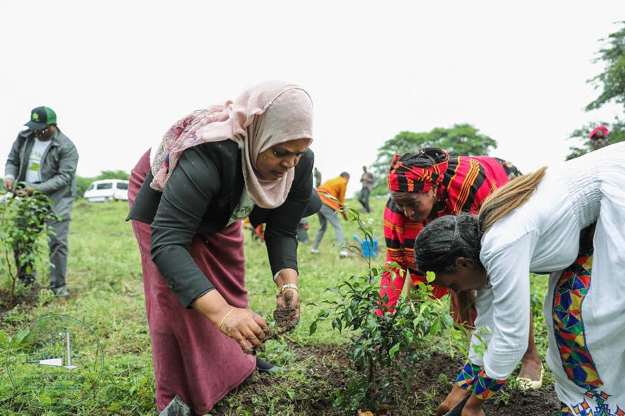 Etiopía planta más de 350 millones de árboles en 12 horas 