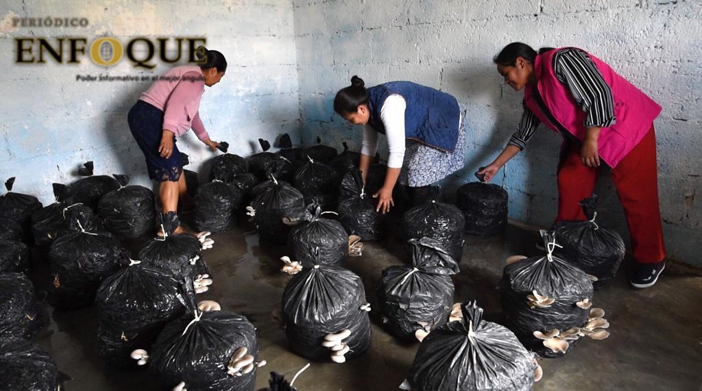 Mujeres logran proyecto de producción de hongos Seta