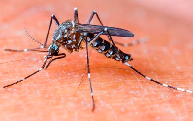 Foto: Imagen Ilustrativa Puebla registra 217 casos de dengue; no hay defunciones en el estado: Secretaría de Salud