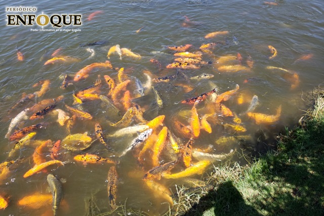 Foto: Omar Sánchez Con pesca buscan “reducir” población de peces en el parque El Ameyal de Cuautlancingo