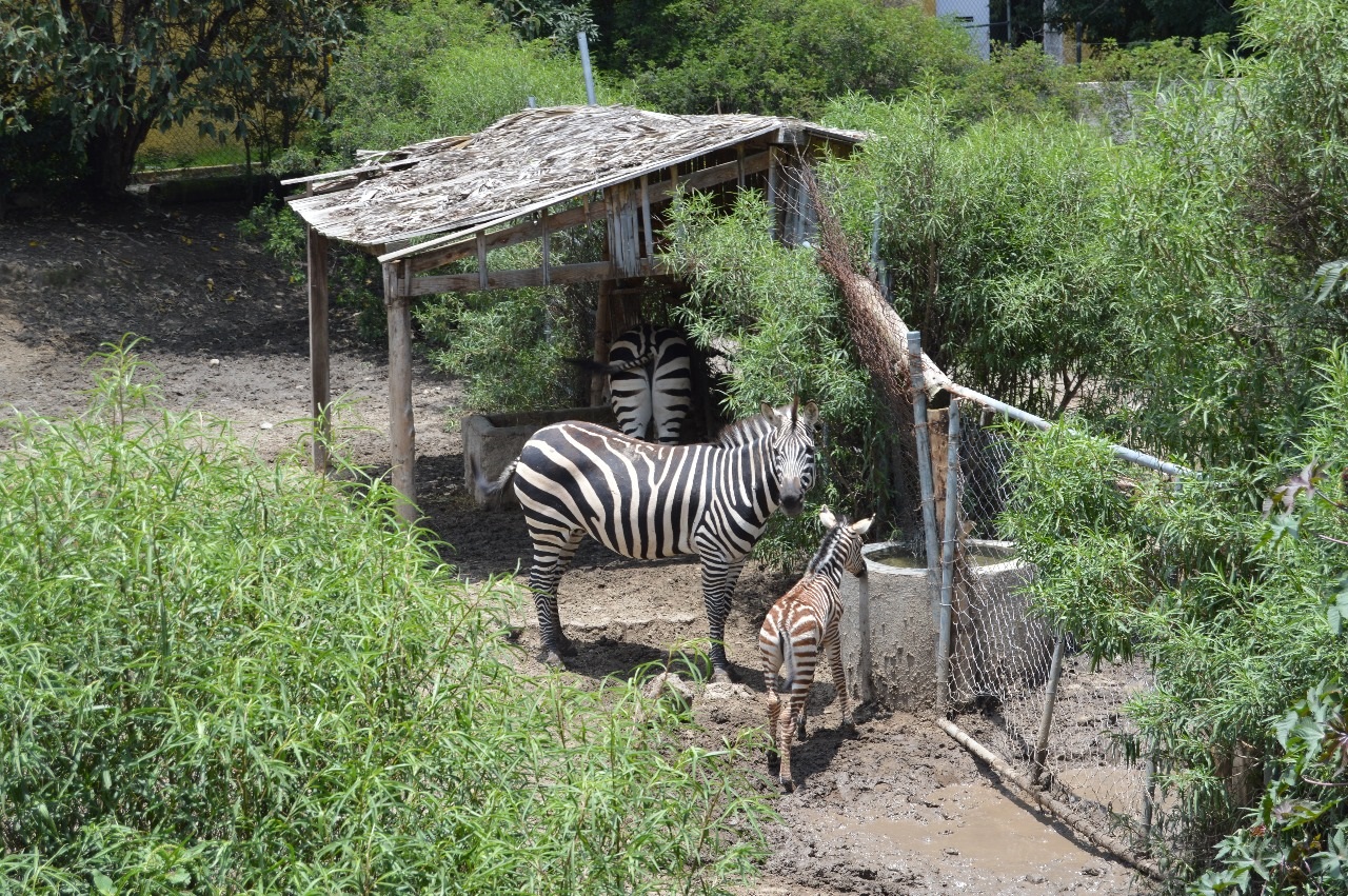 Foto: Cortesía  REGISTRA ZOOLÓGICO DE TLAXCALA NACIMIENTO DE UNA CEBRA