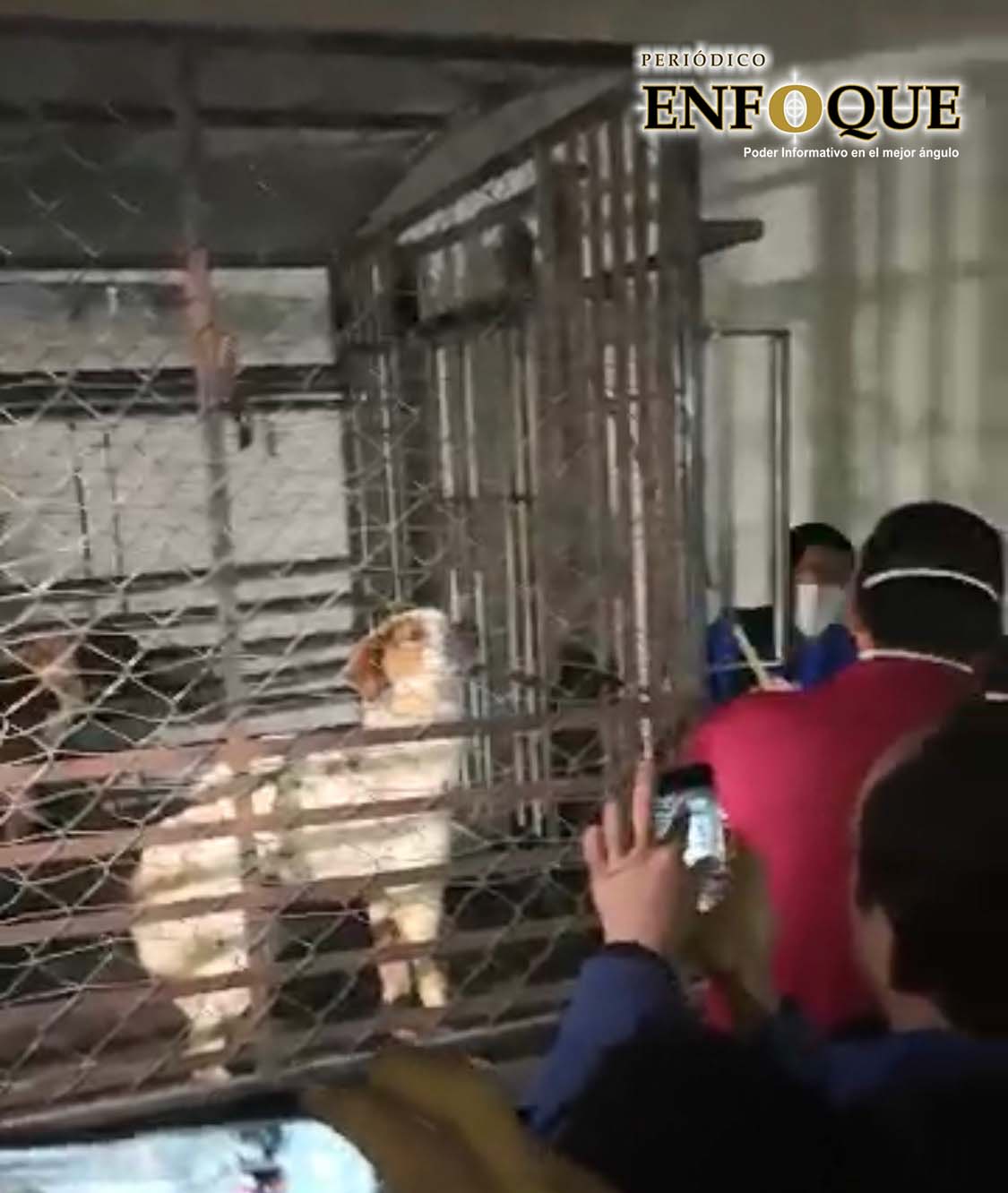 Mujer asesinaba y congelaba a perros para vender su carne 