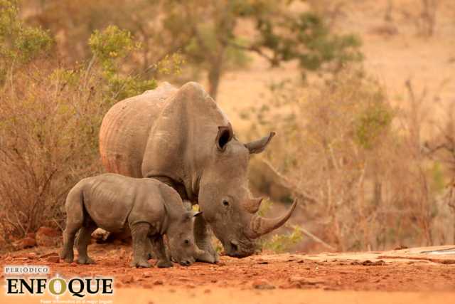 Foto: Cortesía  Disminuyen las cifras de caza furtiva de rinocerontes en sudáfrica