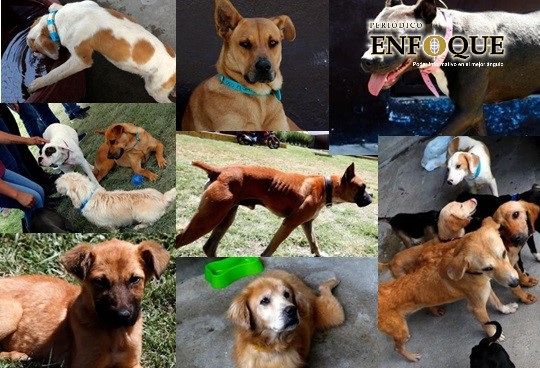 Foto: Cortesía (Redes) Comuna resguarda animales que tenía “la mata perros”