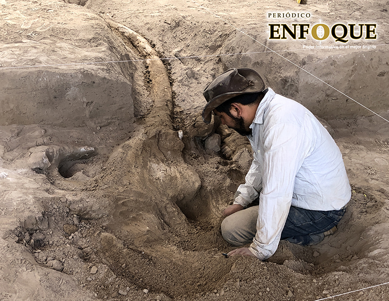 Hallan restos de mastodonte en General Felipe Ángeles 