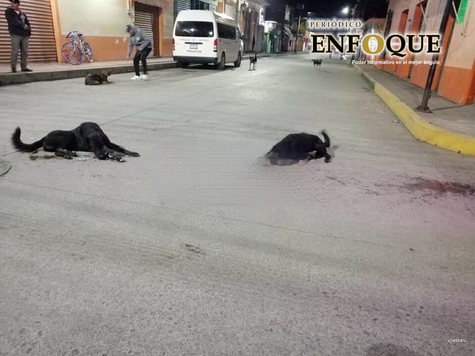 Foto: Cortesía (Redes) Envenenan a 20 perros en Atempan