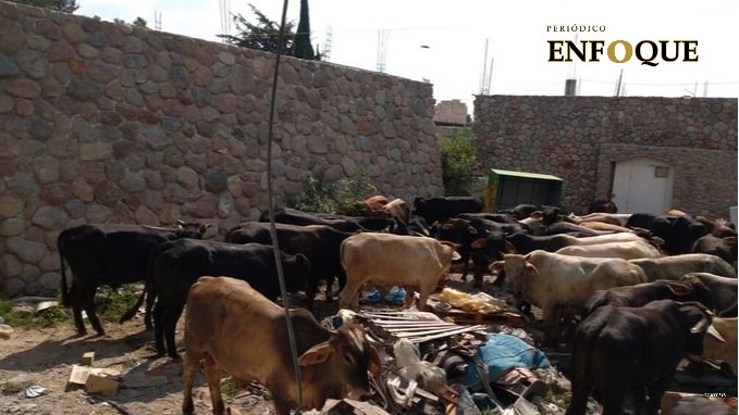 Foto: Cortesía  Recuperan ganado y vehículos con reporte de robo en Tecamachalco