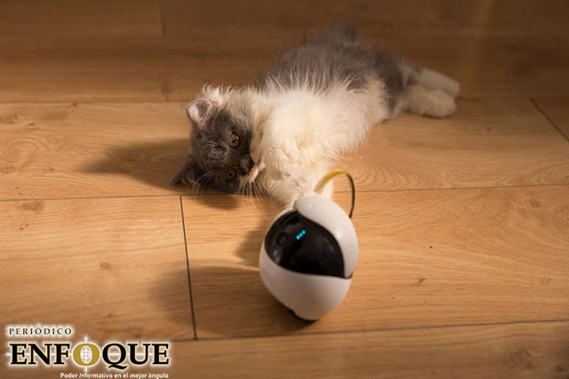 Foto: Cortesía  EBO: El robot que juega con tu gato cuando no estás