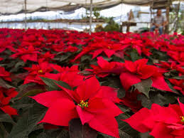 Foto: Cortesía  Esas flores de Nochebuena que pondrás en tu casa vienen de estos 7 estados del país
