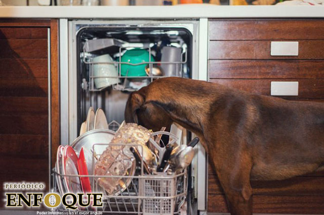 Foto: Cortesía  ¿Por qué se recomienda que las mascotas no laman la cara?