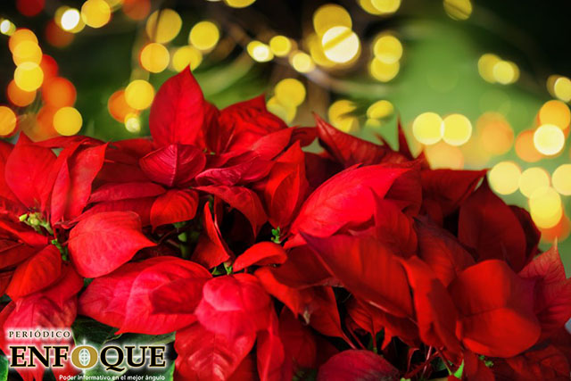 Foto: Cortesía  10 Curiosidades de la flor de nochebuena