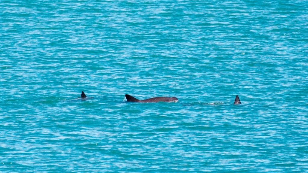 Foto: Cortesía Redes modernas están llevando a la extinción a 13 cetáceos, entre ellos la vaquita marina