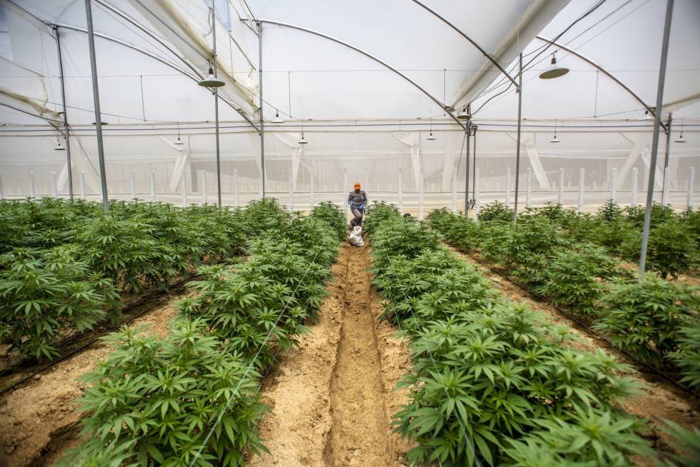 Foto: Cortesía Ecuador, a un paso de legalizar la mariguana medicinal