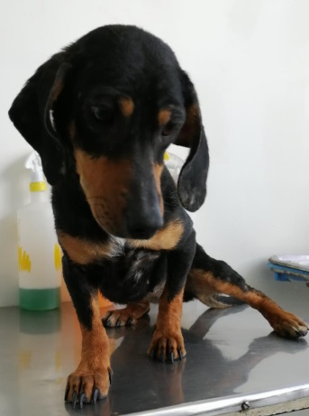 Foto: Cortesía Gobierno de la Ciudad da seguimiento a mascotas rescatadas en Bosques de San Sebastián