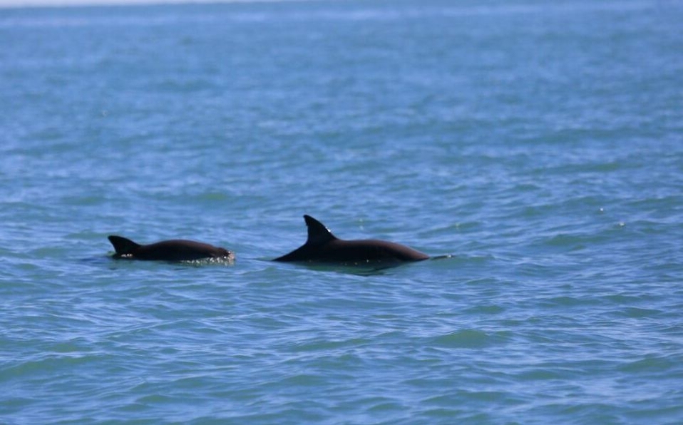 Senado analiza acciones para reconocer Golfo de California parte de territorio mexicano